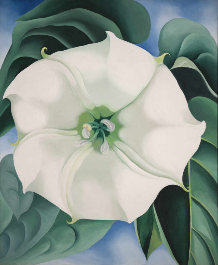 'Estramonio. Flor Blanca'. Georgia O’Keeffe.