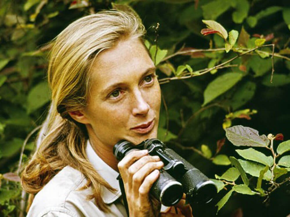 Jane Goodall, en 1965, en Gombe (Tanzania)	