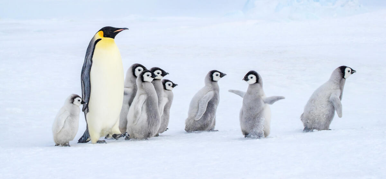 20 avances en la lucha contra la crisis climática